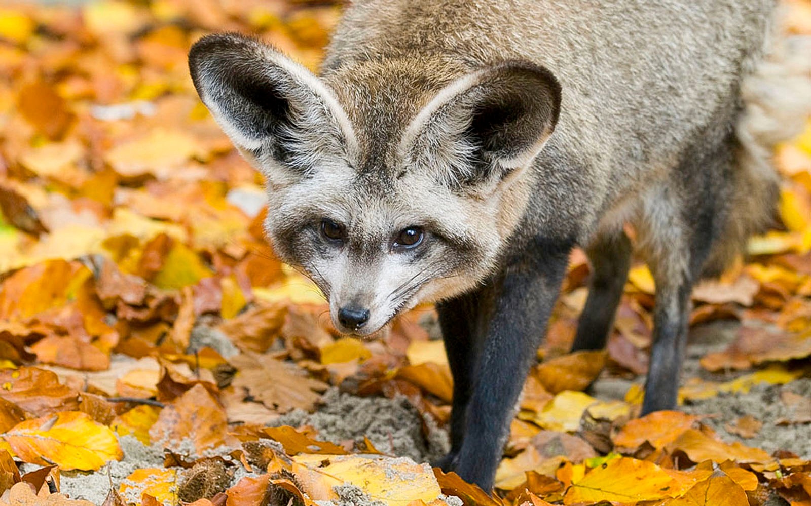 가을 잎사귀 위를 걷는 박쥐귀여우, 크라코프 동물원에서.