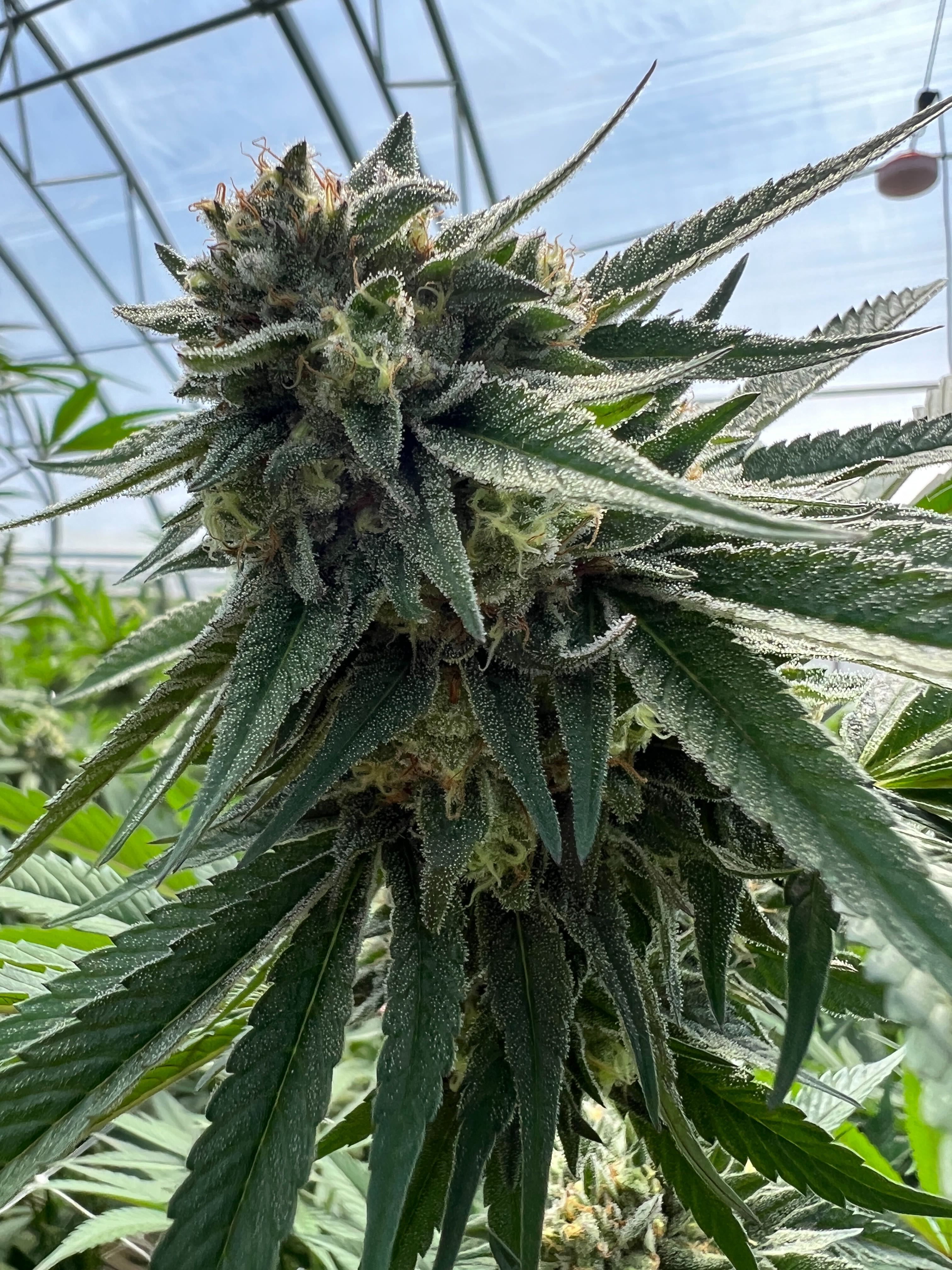 Red Açaí cannabis flower — Sunkissed Farm, Windsor, Vermont