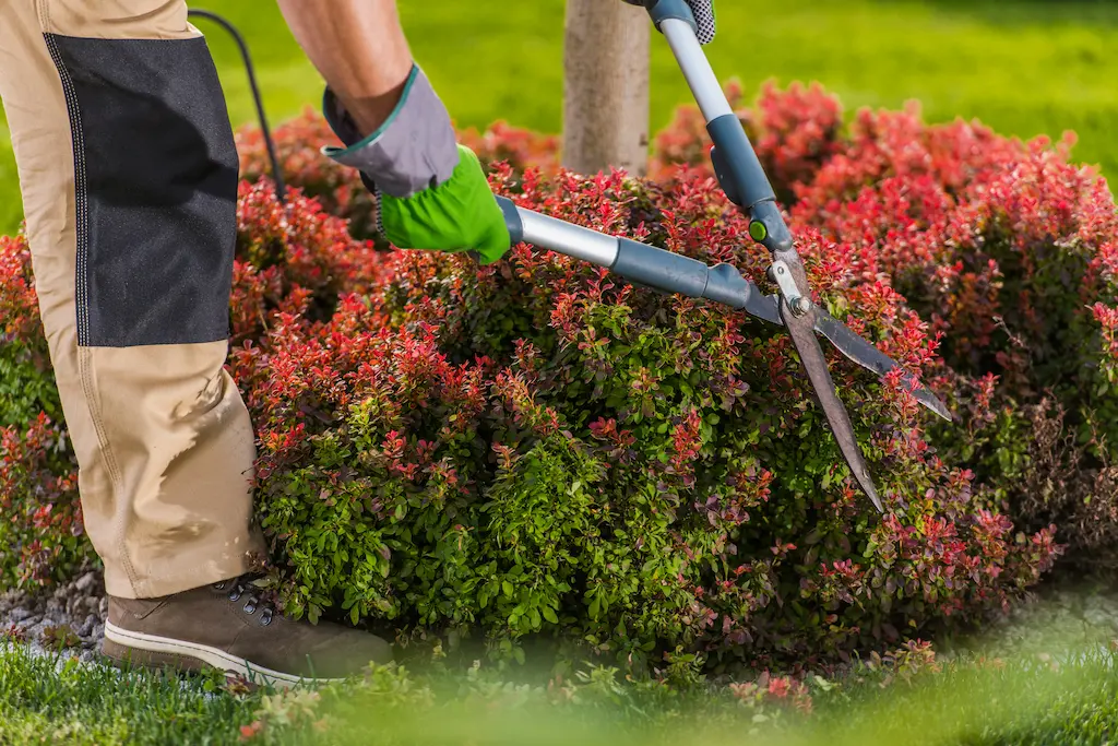 man trimming hedges and shrubs in yard
