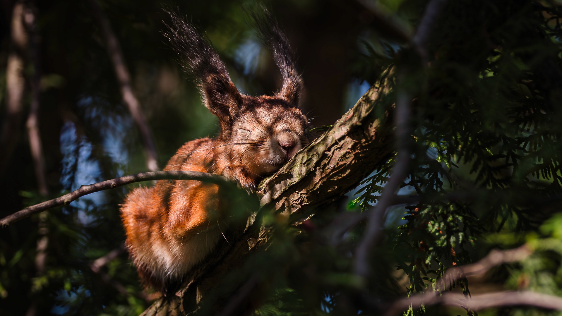 Red squirrel resting on a sunlit branch, eyes closed. Cover image for Google, Aristotle and Belbin. Photo by Mats Soomre. #MomentsBySoomre