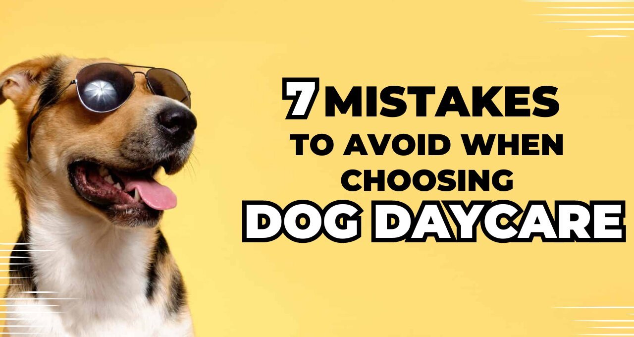 Mistakes to Avoid When Choosing Dog Daycare