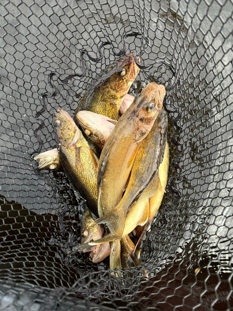 Late-summer musky caught during changing September conditions