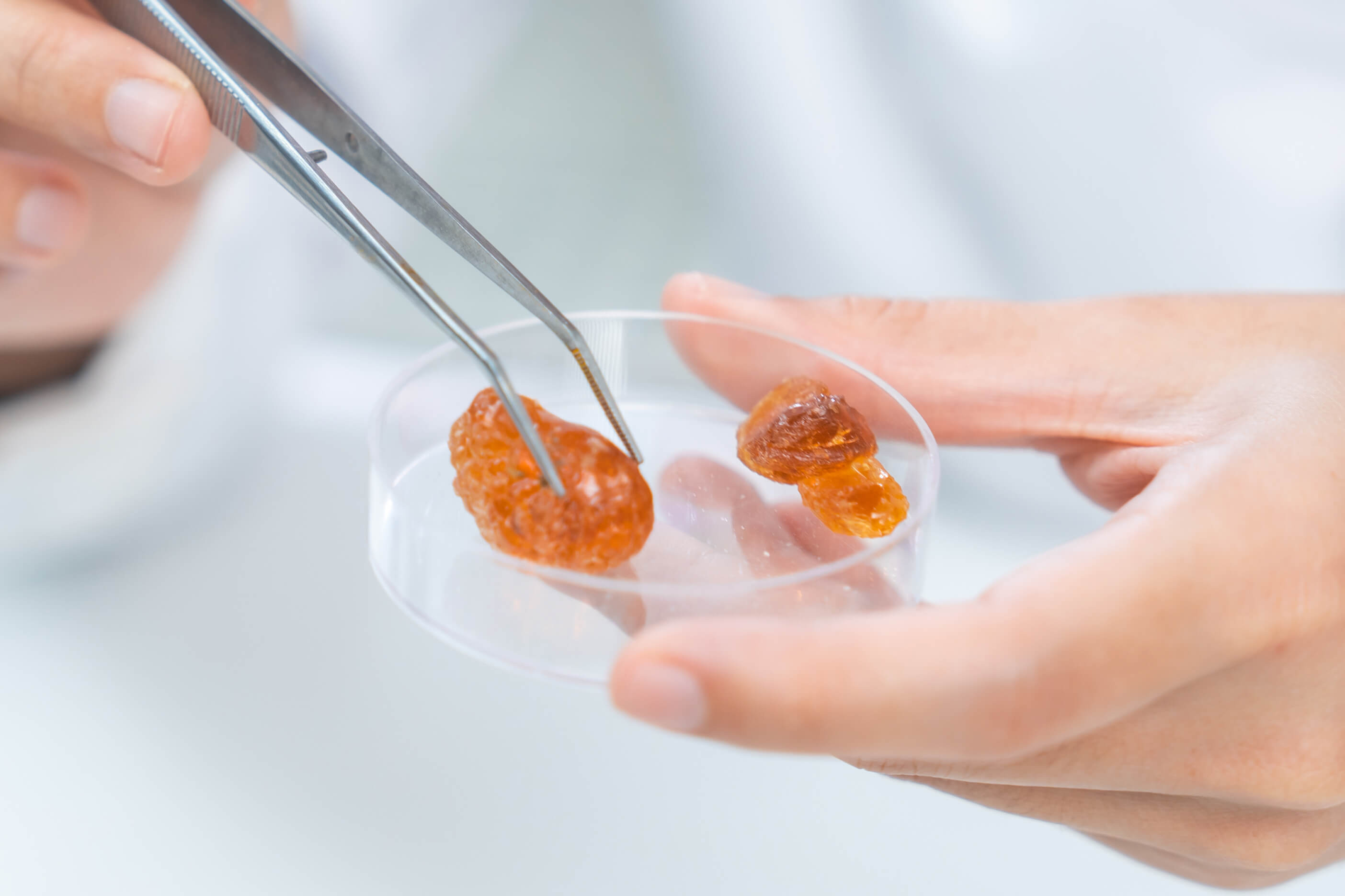 Researcher handling myrrh resin with tweezers
