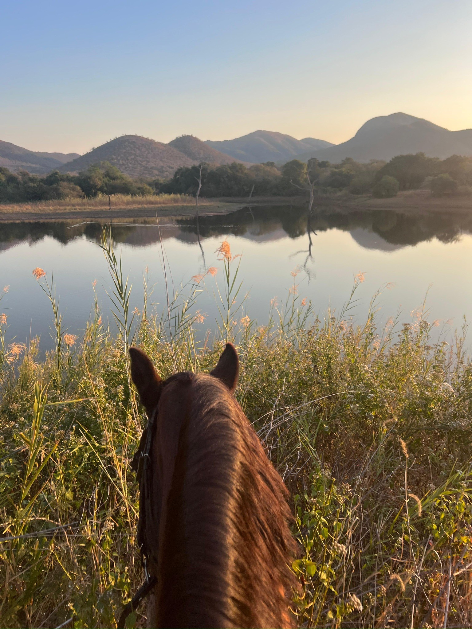 Kilimanjaro Elephant Ride, Arusha National Park, Tanzania – elefant i högt gräs tittar mot kameran, medan fem ryttare till häst på ridsafari i bakgrunden betraktar elefanten i ett grönt och frodigt landskap.