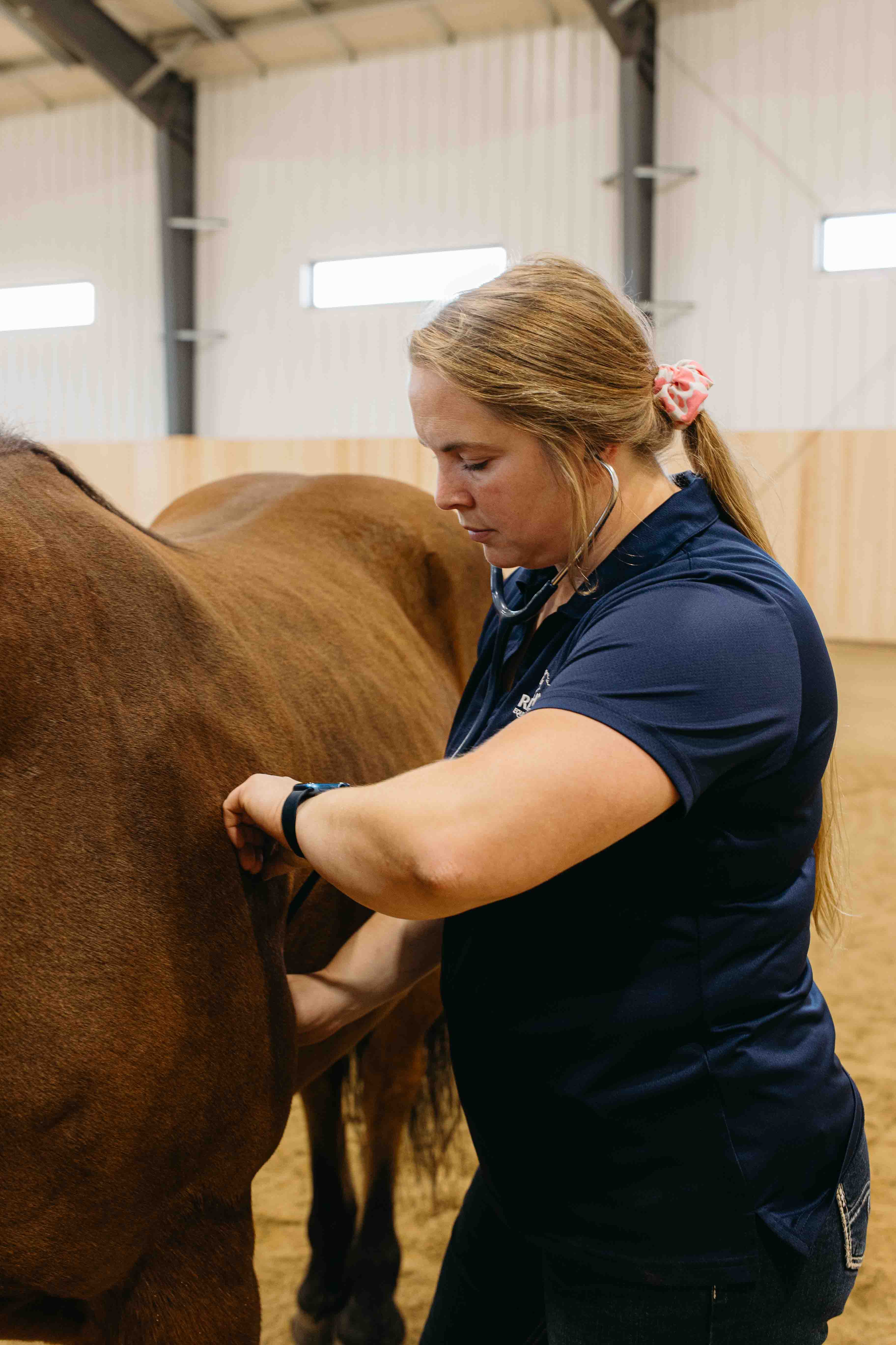 Horse undergoing body work at Rhythm Equine