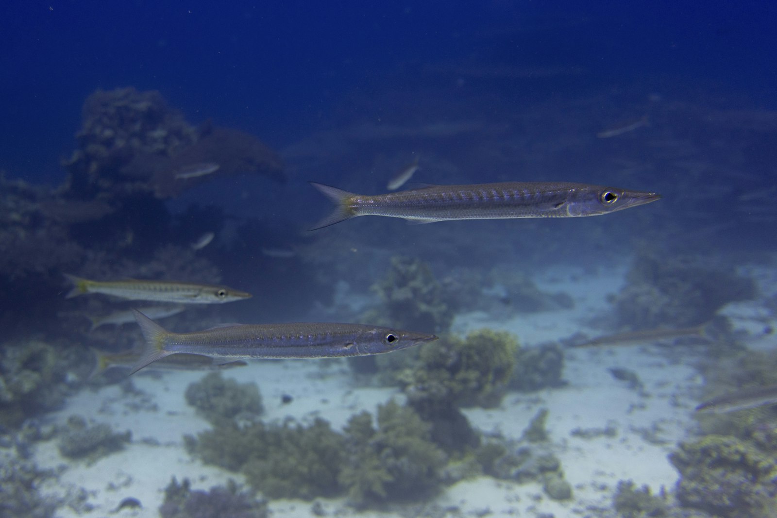 Barracuda cruising over a coral reef in clear blue water
