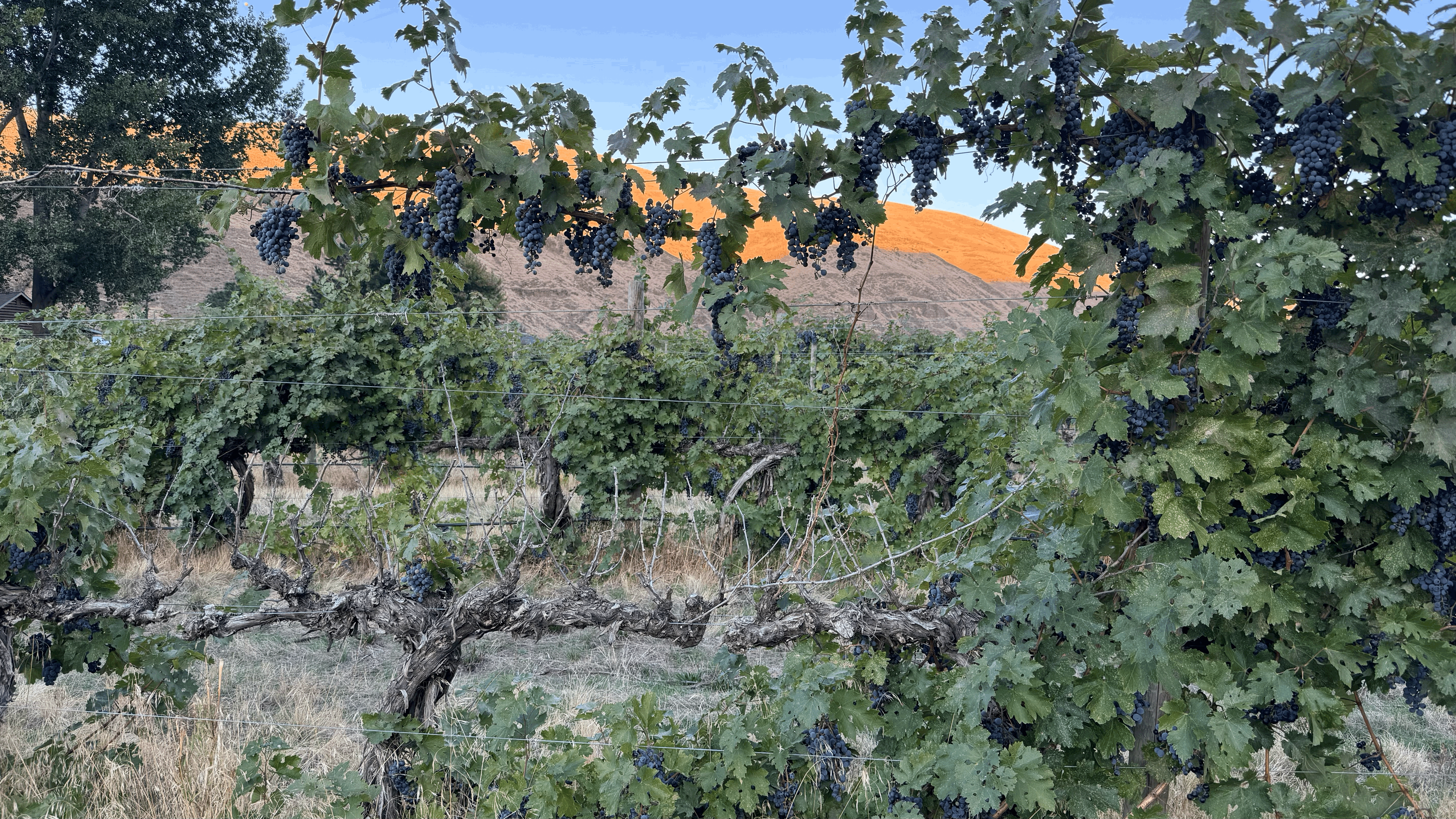 An abandoned vineyard where the grapes were "calling."