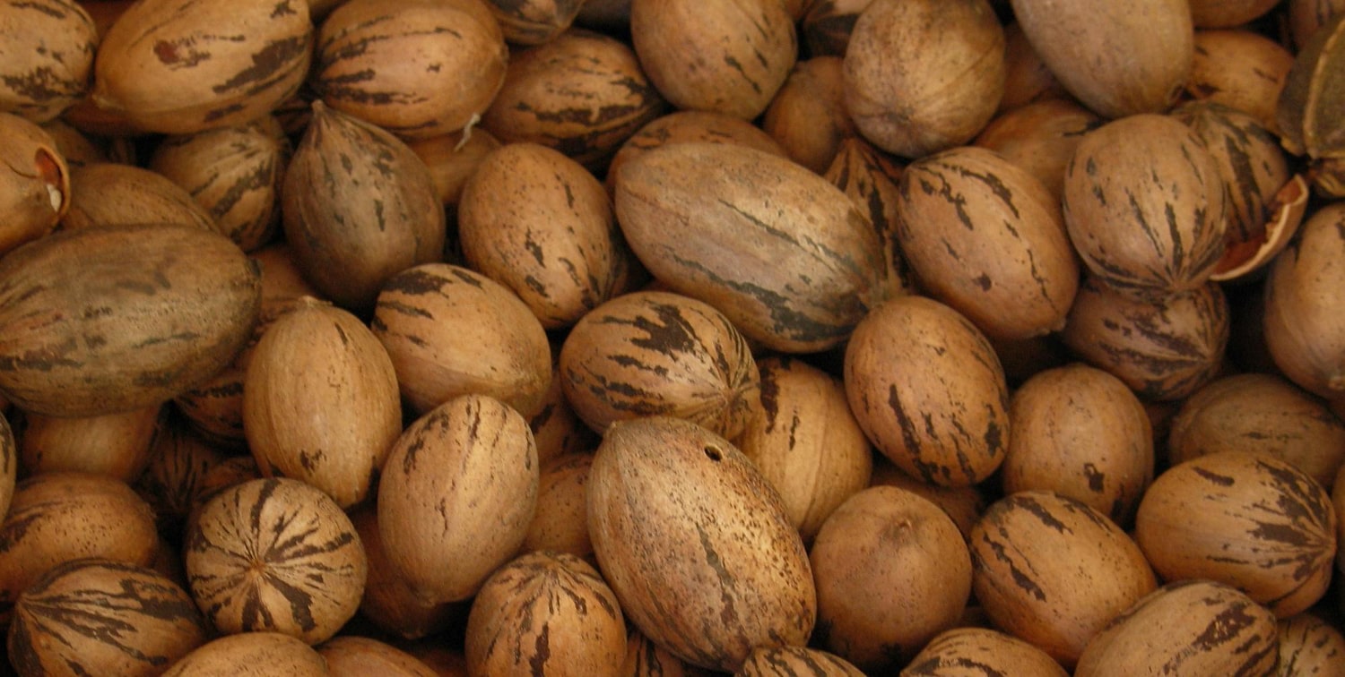 Καρποί πεκάν