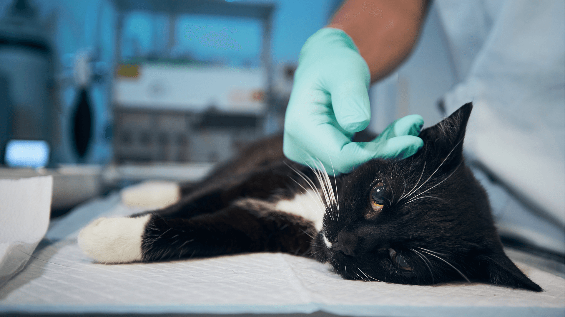 How Locum Vets Use AI Clinical Notes Across Multiple Practices