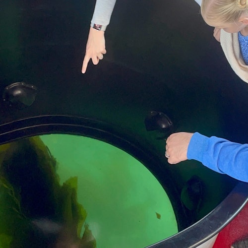 Exploring the kelp forest