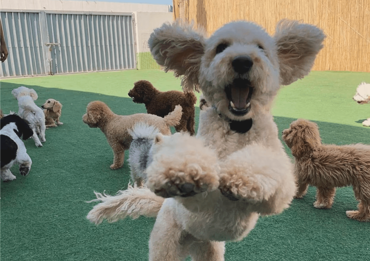 A happy dog jumps in the air while other dogs play around in a daycare setting after a dog dental cleaning.