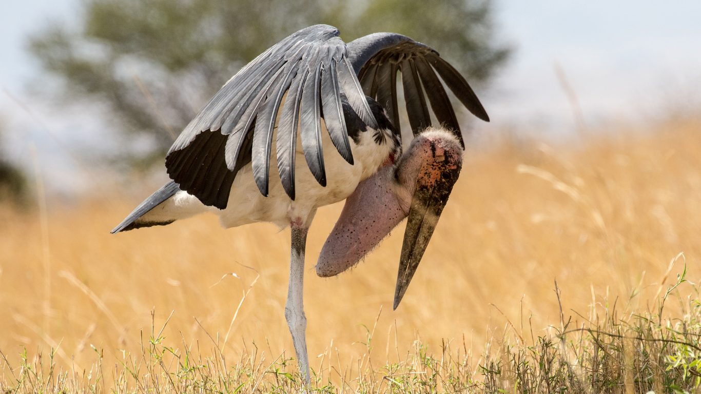 Carrion and Cleanup
