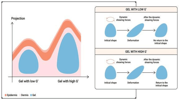 Does Higher G′ Mean Better Filler?