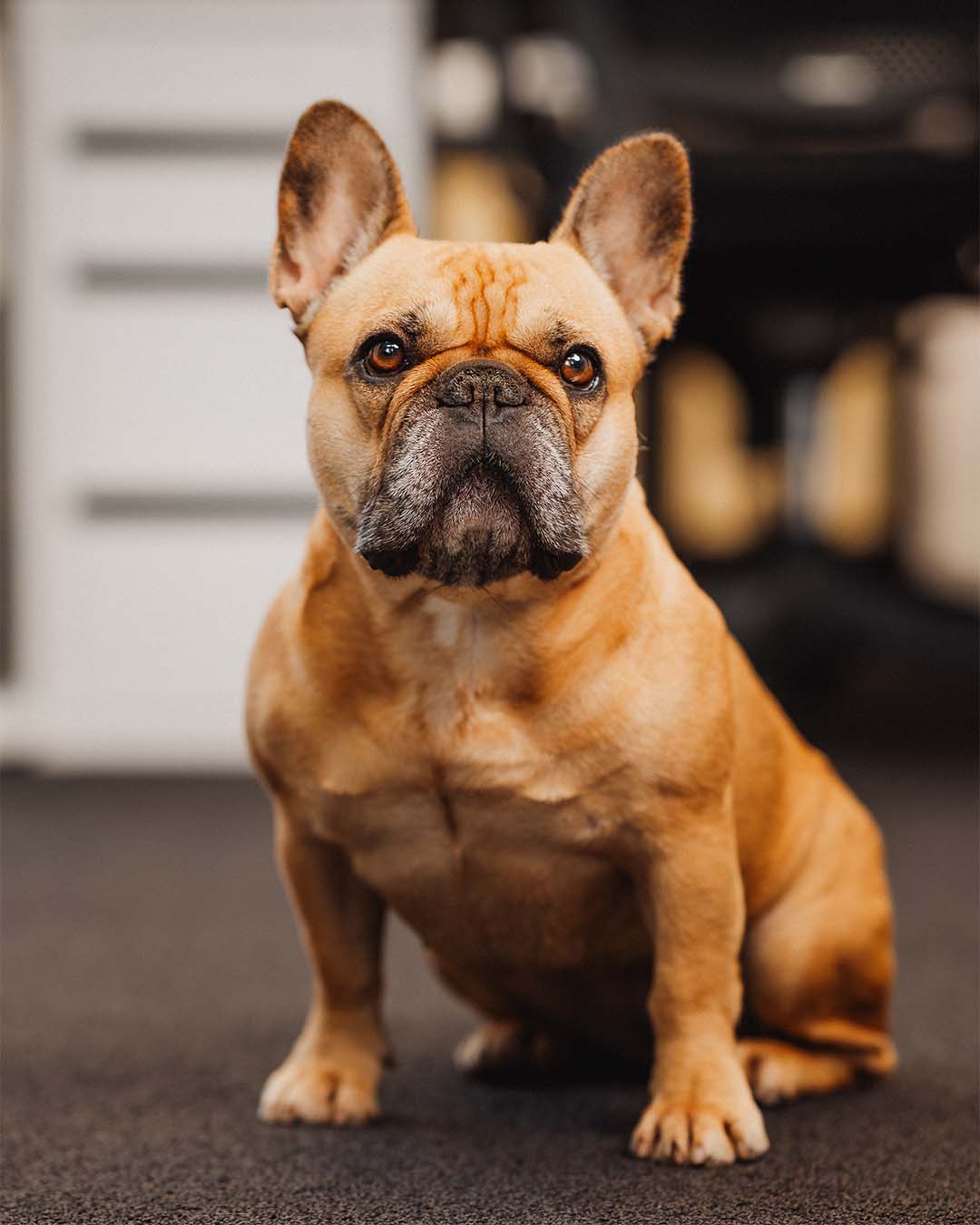 Bella de kantoorhond van Trayler