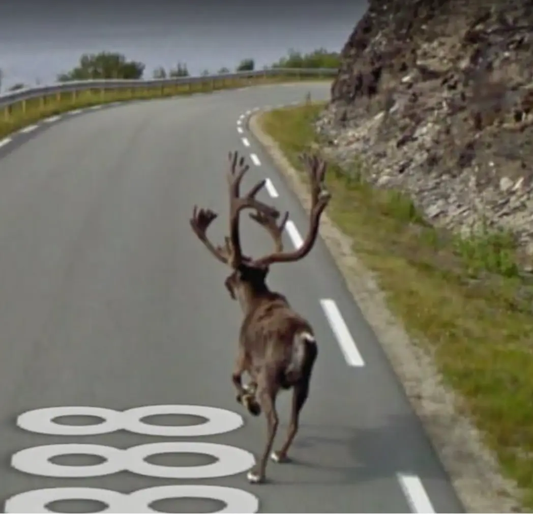 Street View Screenshot eines Rentieres als Motiv für die Kampagne eines Reifenherstellers