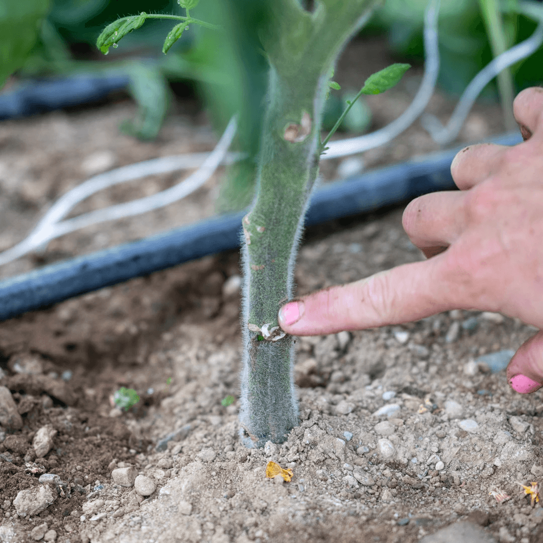 Tomato Stem