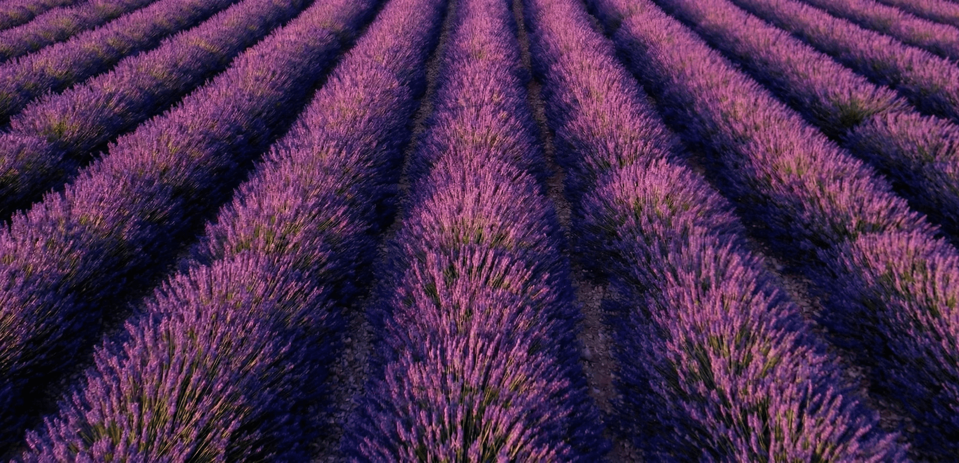 Rezero Medical Clinic Brand Thumbnail - Lavender field