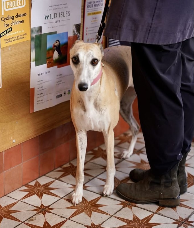 Image of dog in coffee shop.