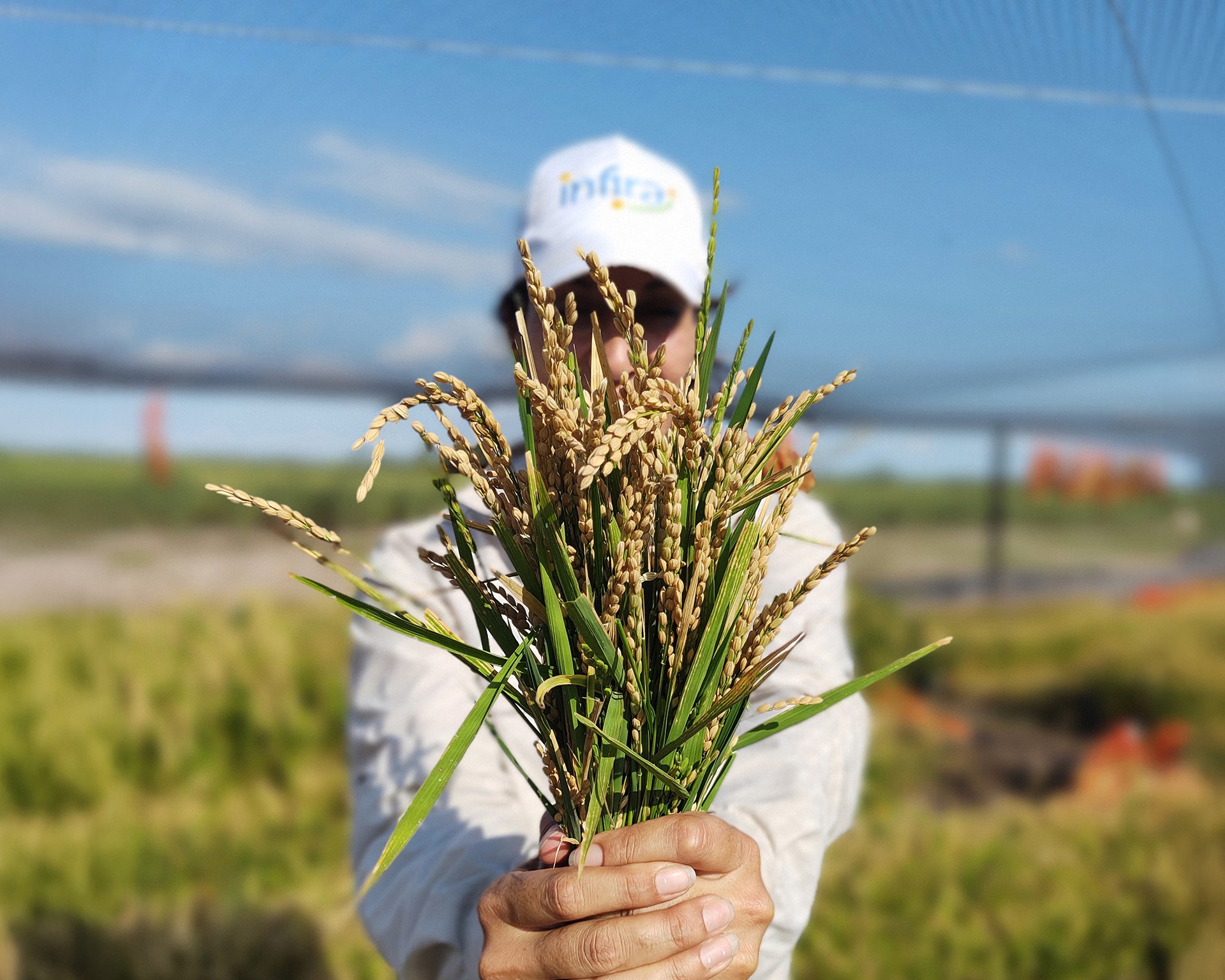 A person holds a bundle of ripe rice plants, in a field with blue sky.