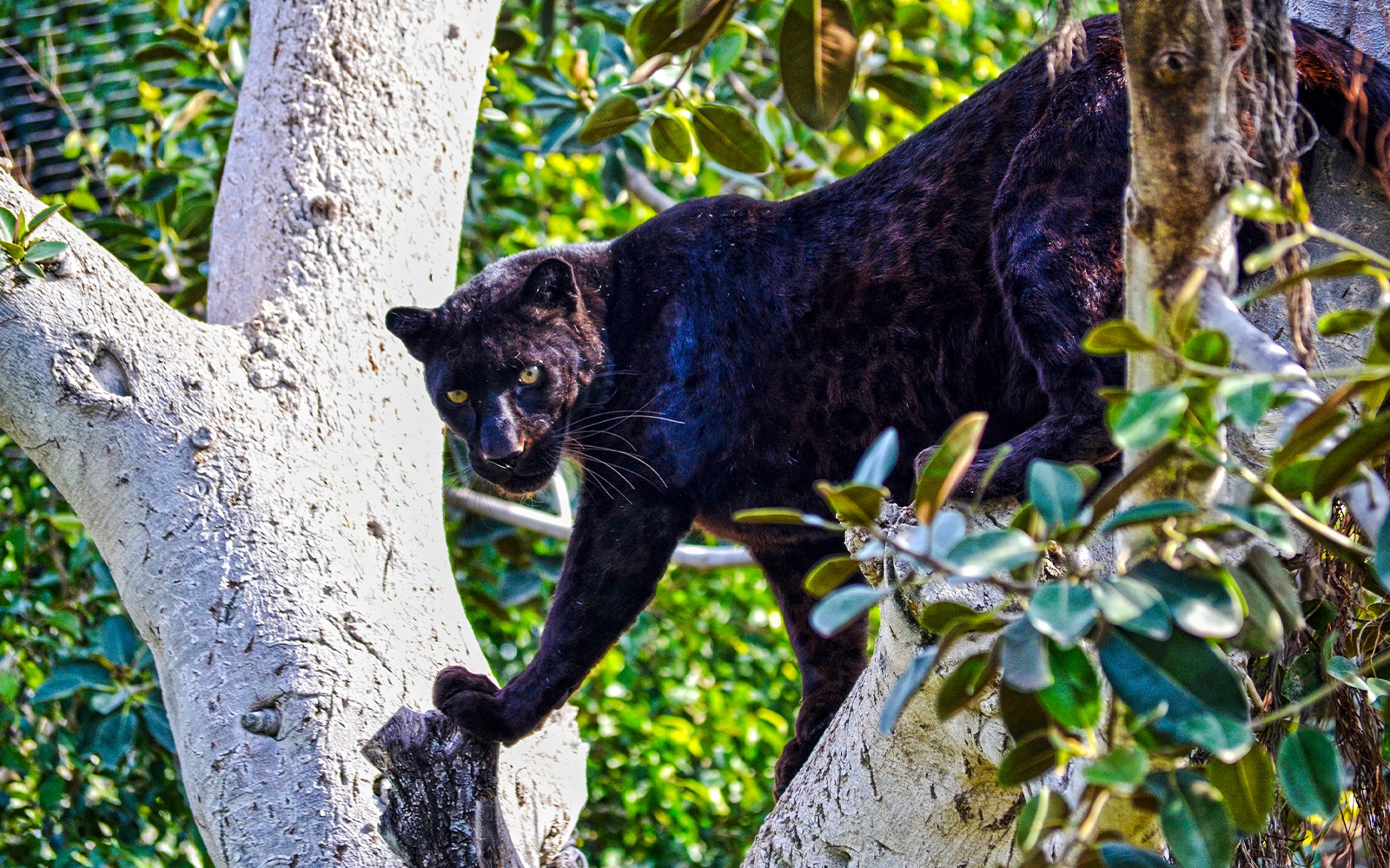Black panther climbing a tree at Bioparc Valencia.