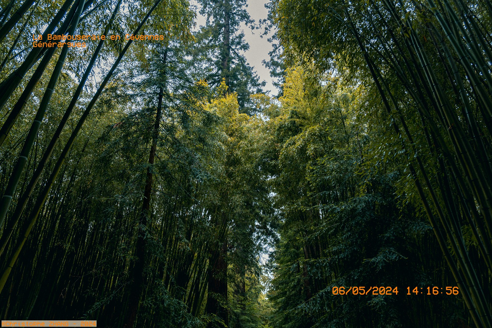 Perspective immersive au cœur des bambous dans la Bambouseraie en Cévennes.