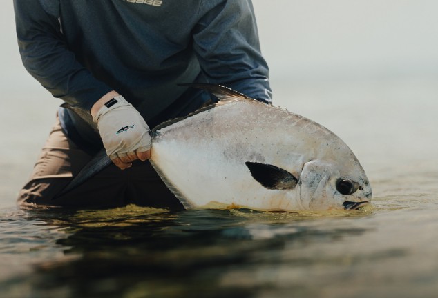 Angler holdign a permit by the tail, just above waterlevel