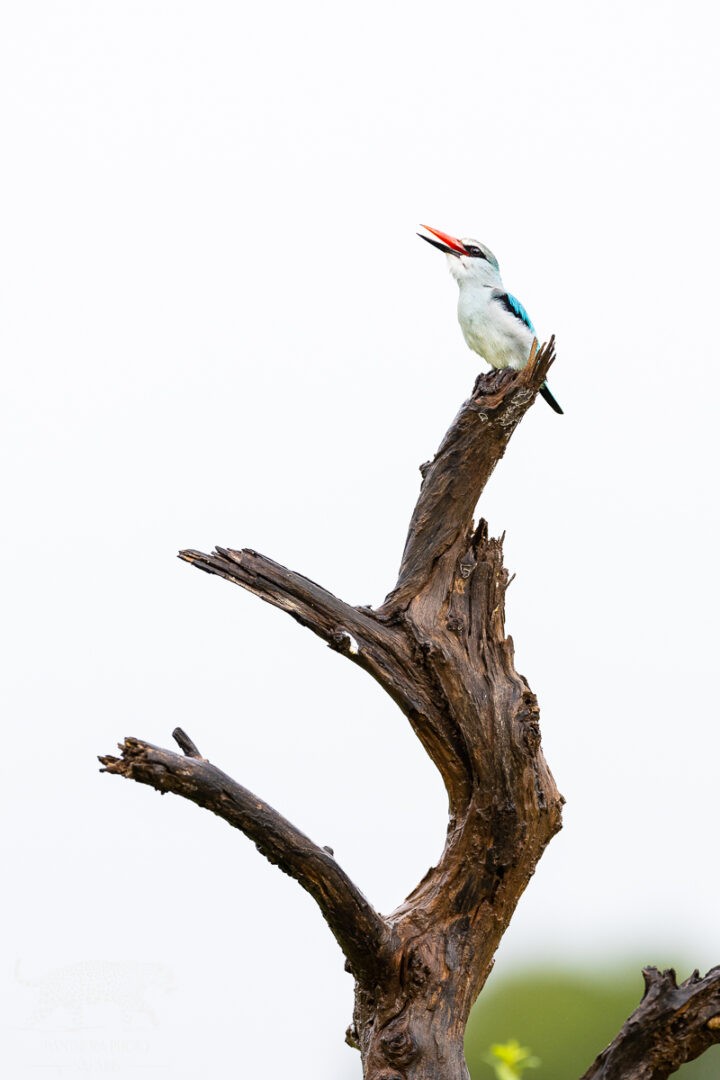 Kambaku River Lodge Bird hide Safari Trip Report