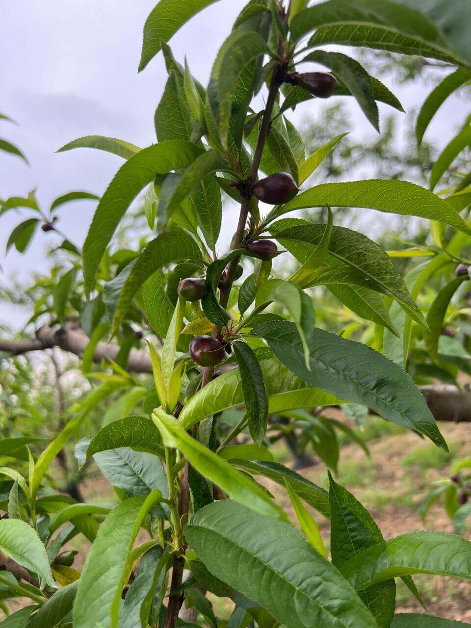Firm nectarines with smooth skin, direct export from Greece.