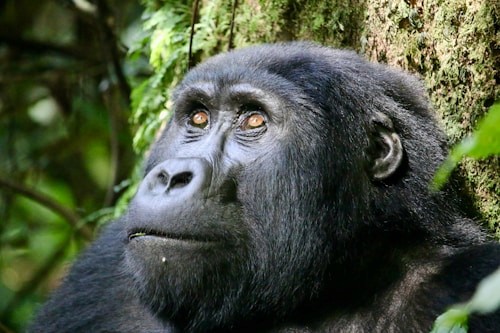 Gorilla i Uganda