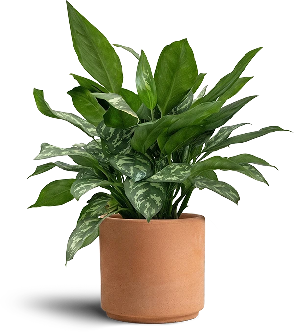 An Aglaonema Chinese Evergreen plant with beautifully patterned green leaves styled in a terracotta pot.