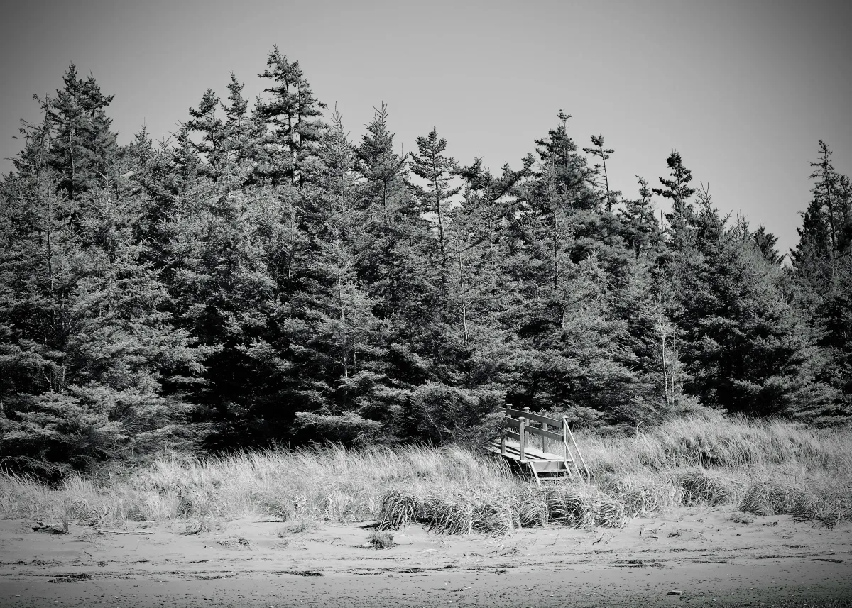 Maison des Pins — timber volume among the pines
