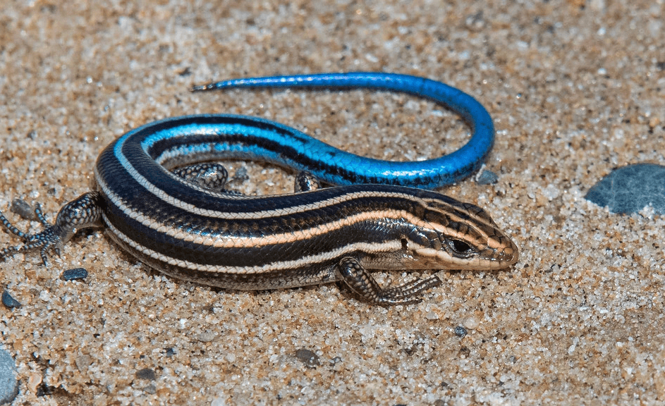 a lizard on a wood surface