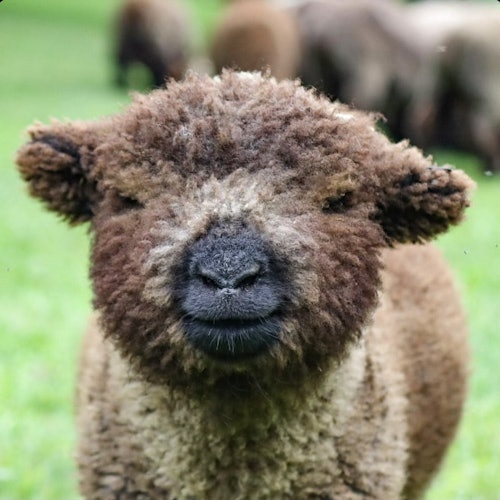 હરિત ઘાસ પર ઊભેલા ફેરફાળ કરનાર ભૂરા ભેંસના નજીકના શૂટ સાથે, પૃષ્ઠભૂમિમાં અન્ય ભેંસ ધૂંધલાંમાં છે.