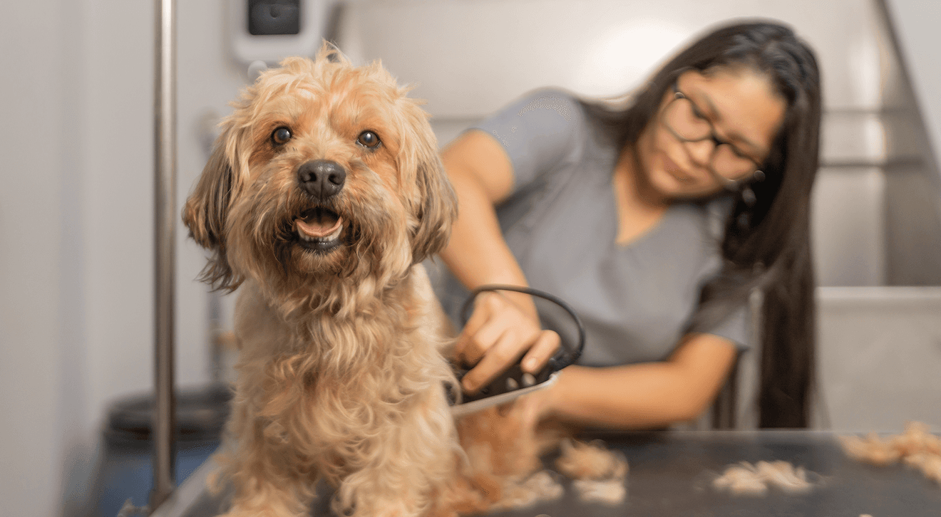 Hero image for For Pet Services