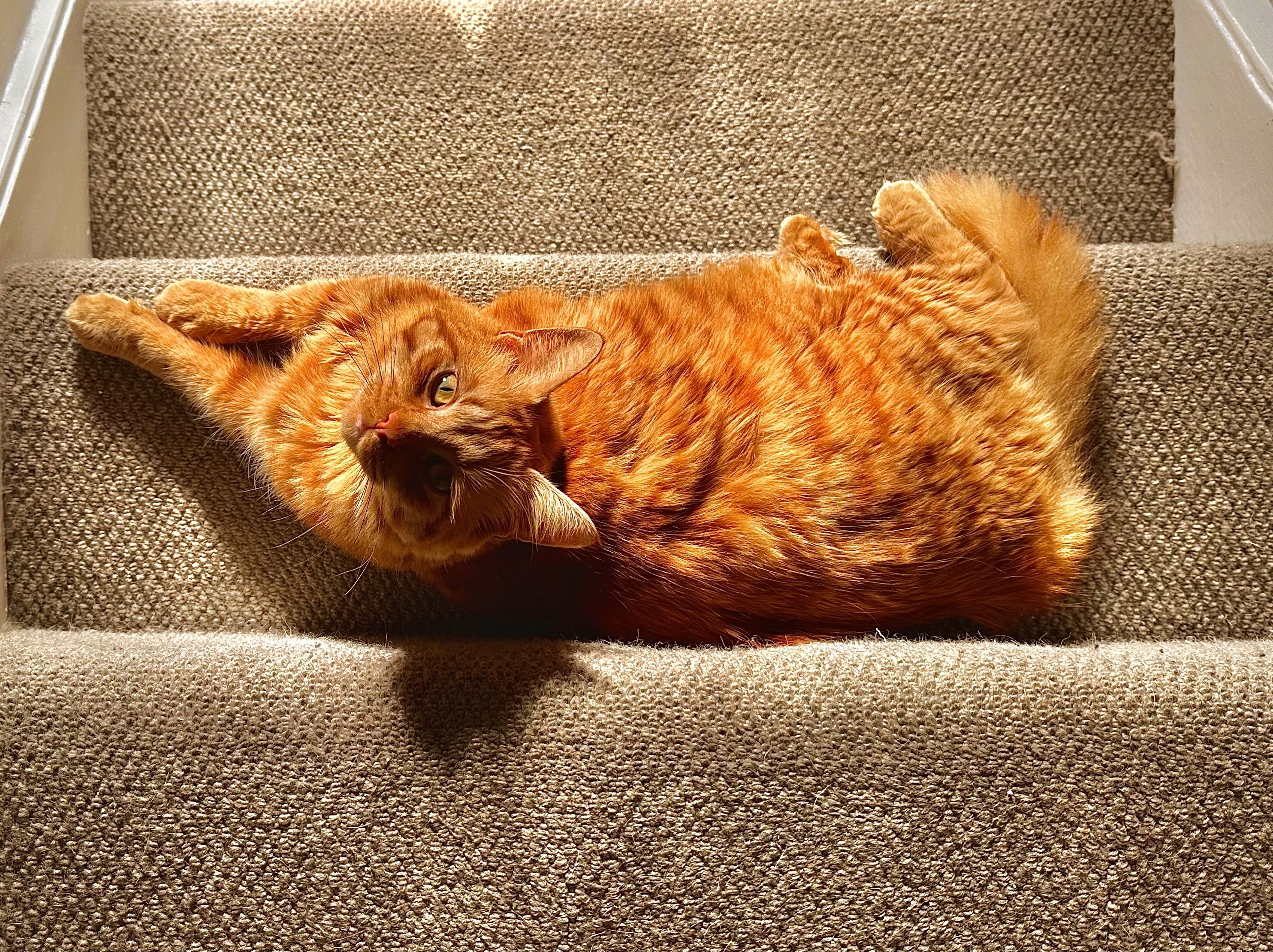 Card image of a ginger cat with closed eyed, sitting on a wooden floor