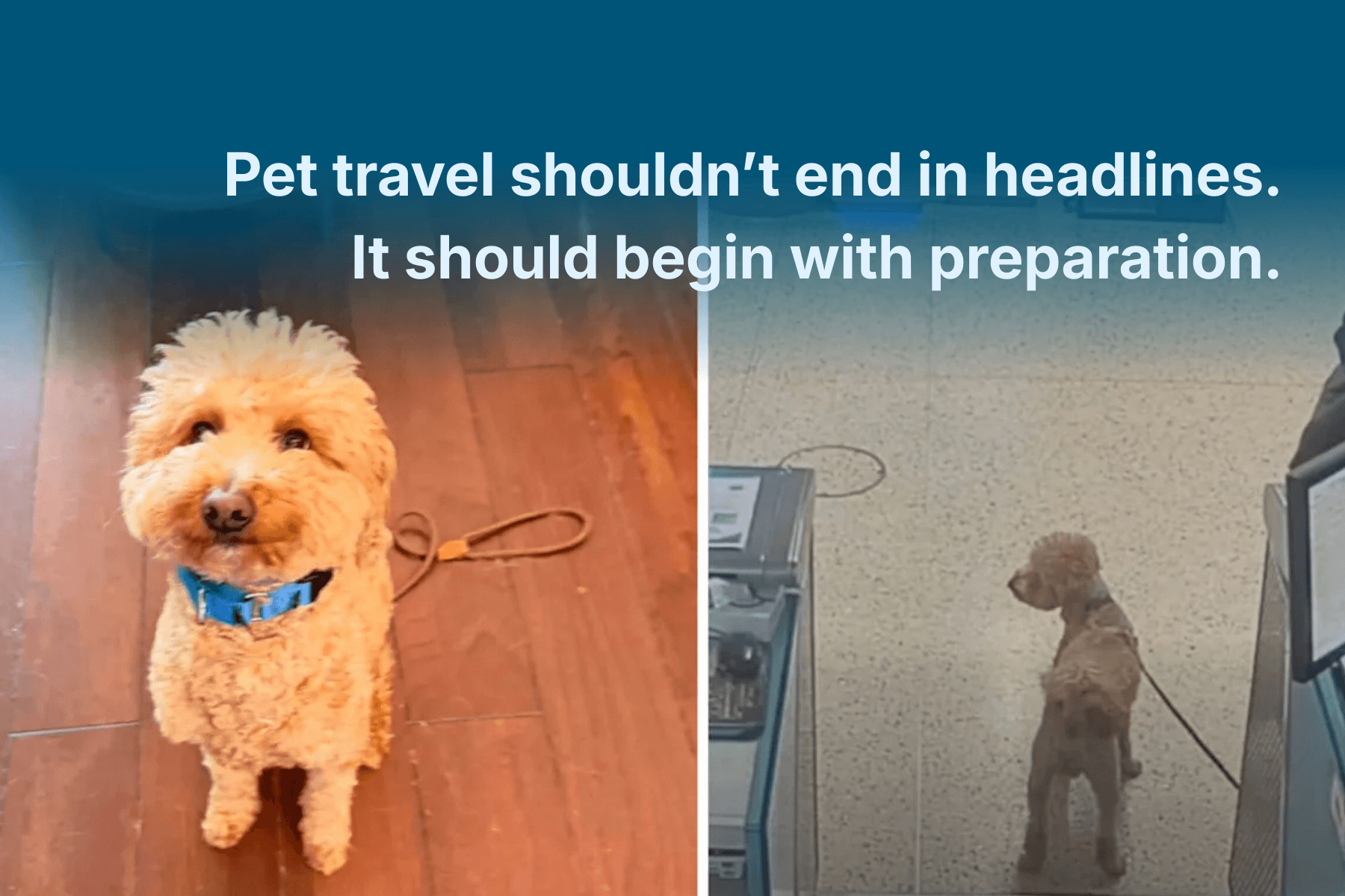 Photo of a dog abandoned at the airport by it's owner.