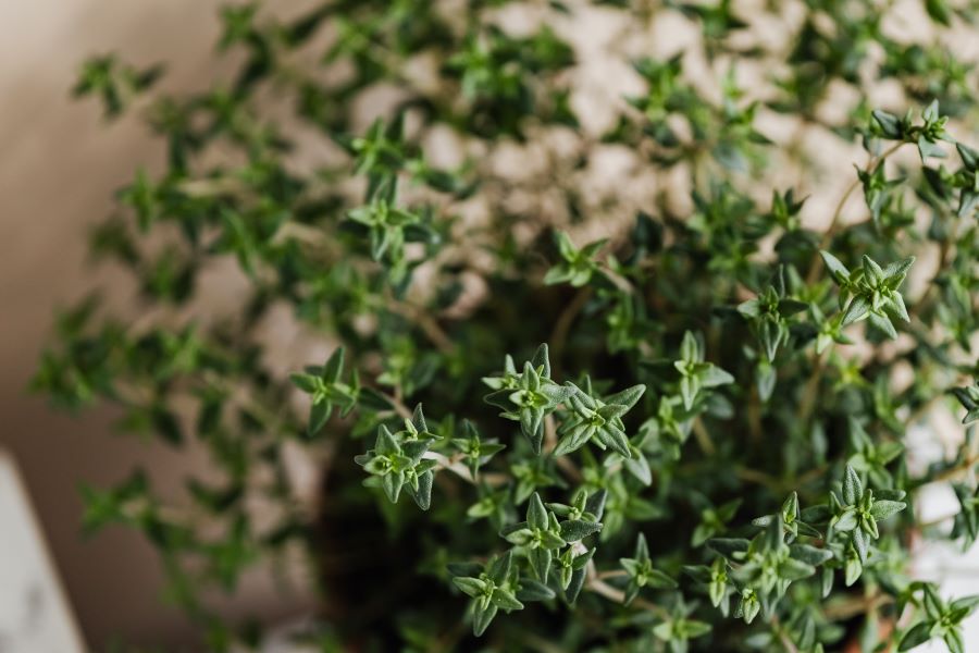 Verdure ed erbe aromatiche più ricche di calcio