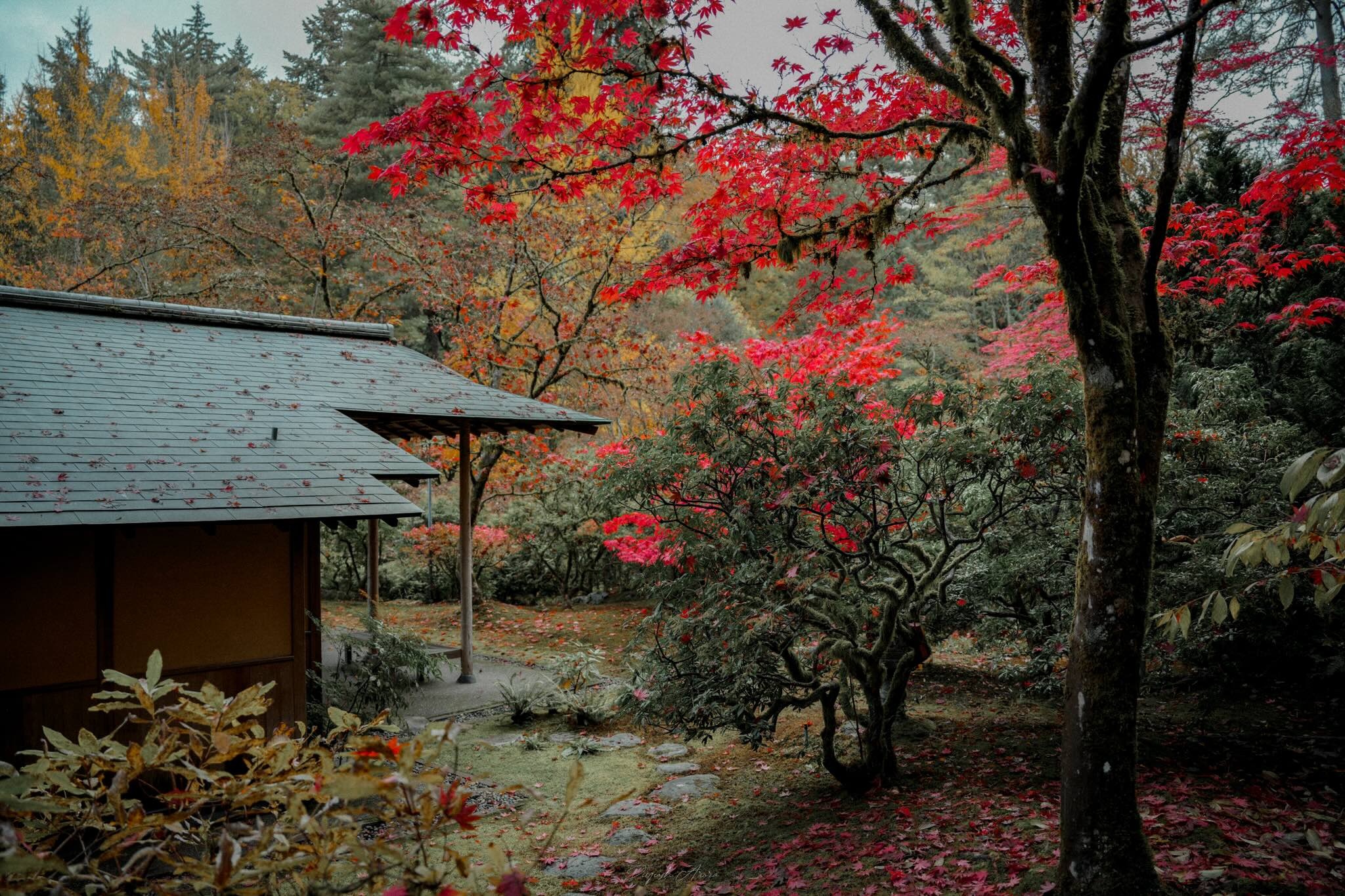 Seattle Japanese Garden