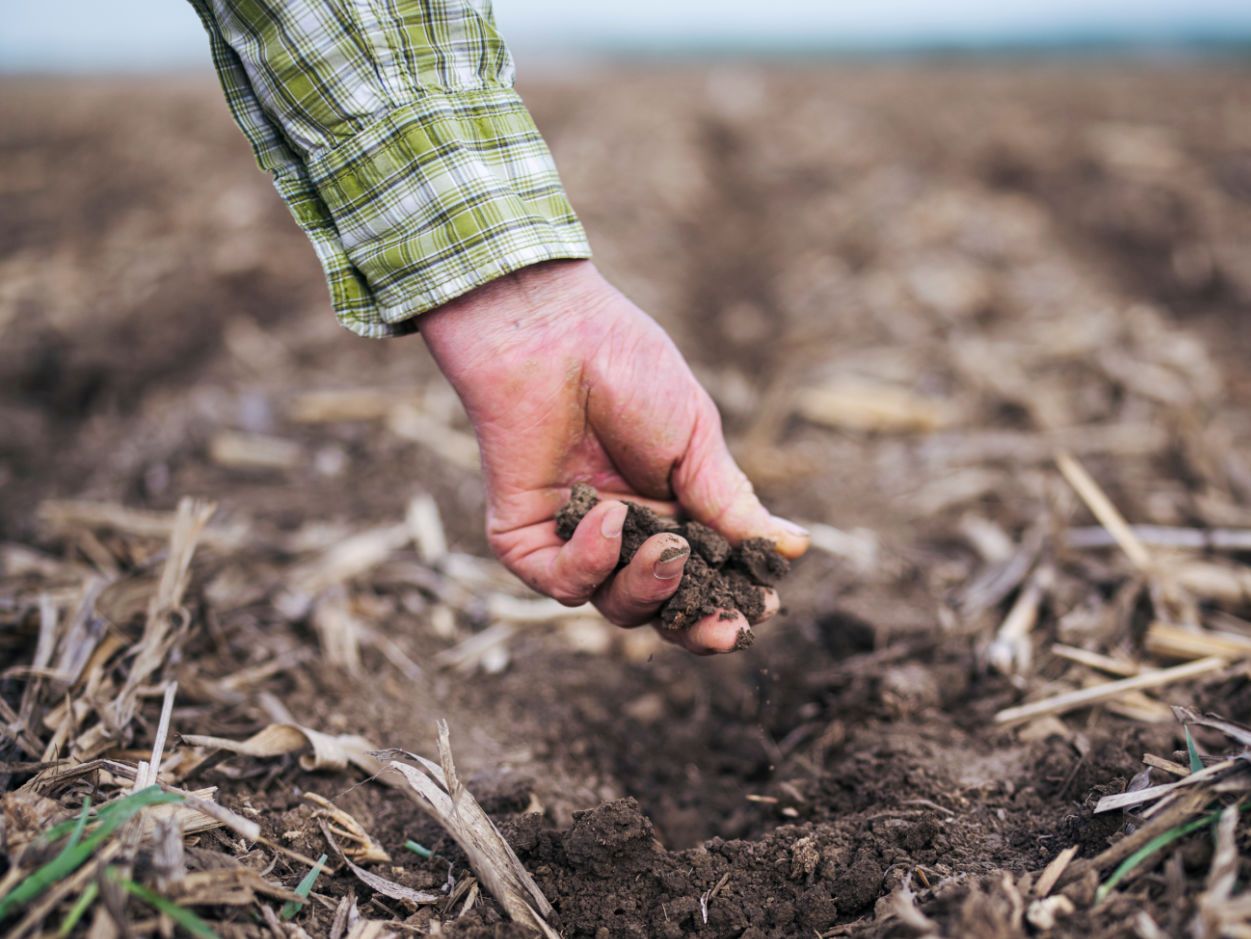 Close-up of evergreen foliage, showcasing vibrant green needles densely packed together.