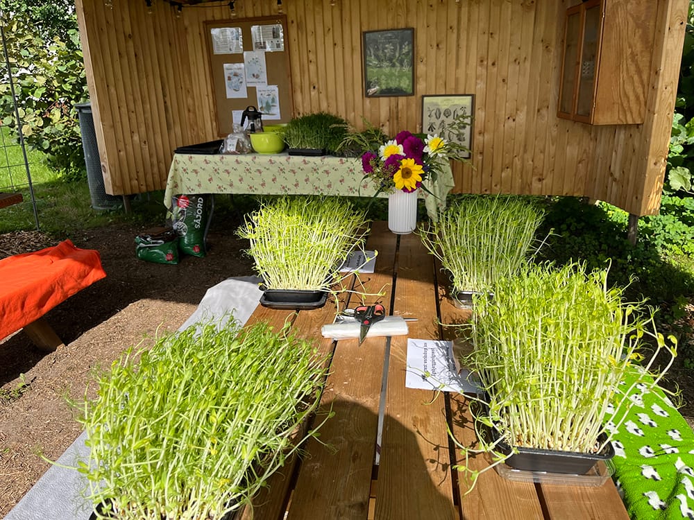 Mikrogrøntworkshop hos Egebjerggård Grønt i havepavillonen hvor der er dækket op med mikrogrøntbakker i genbrugsplast. 