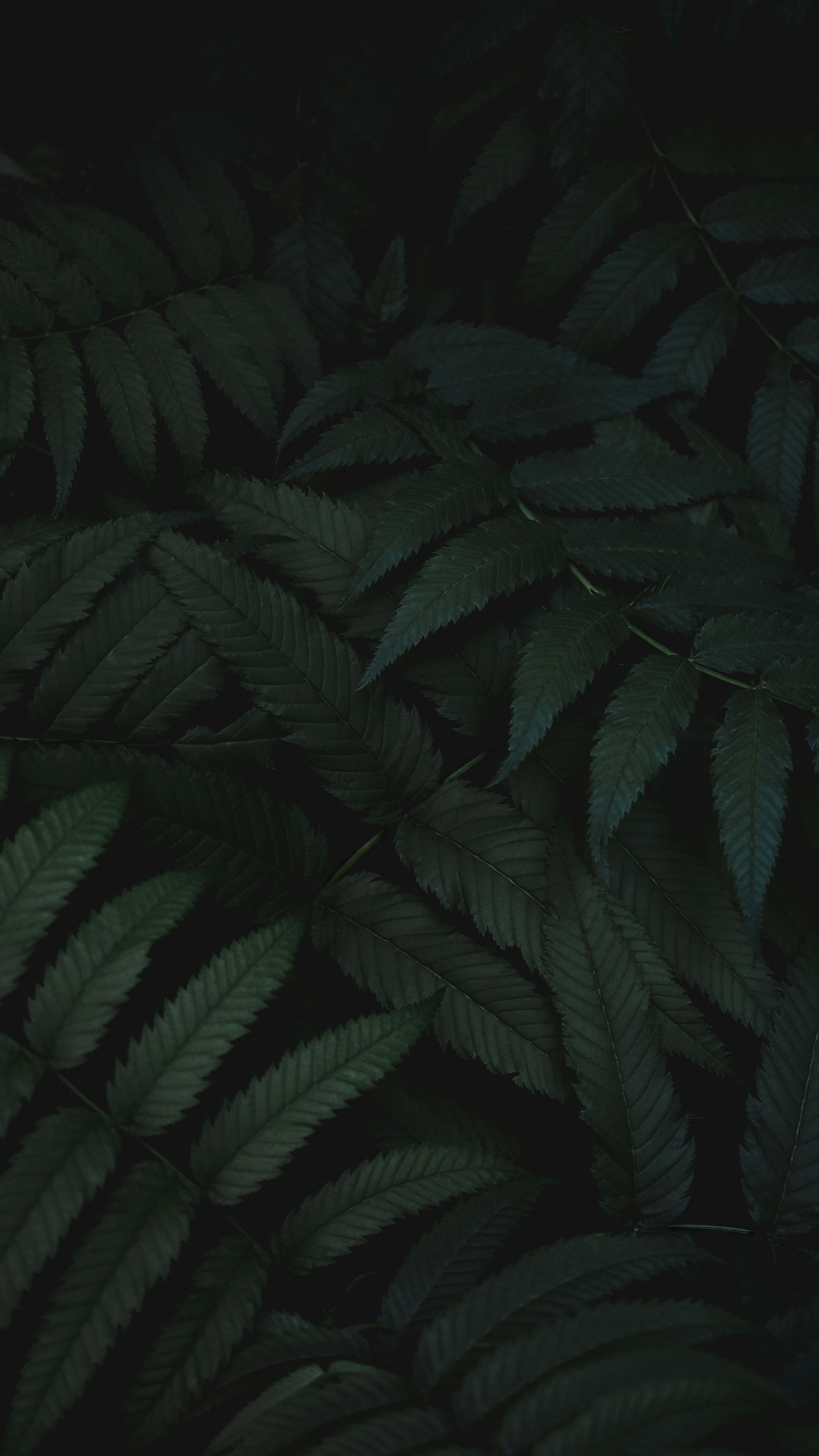 dark green leaf