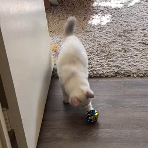 Finding the Right Toy for Your Cat