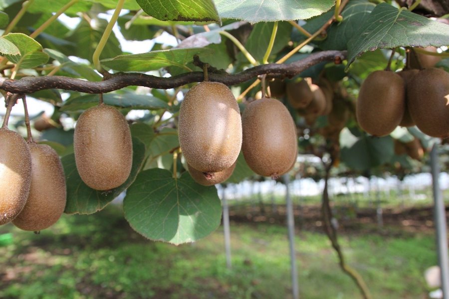 Albero del kiwi