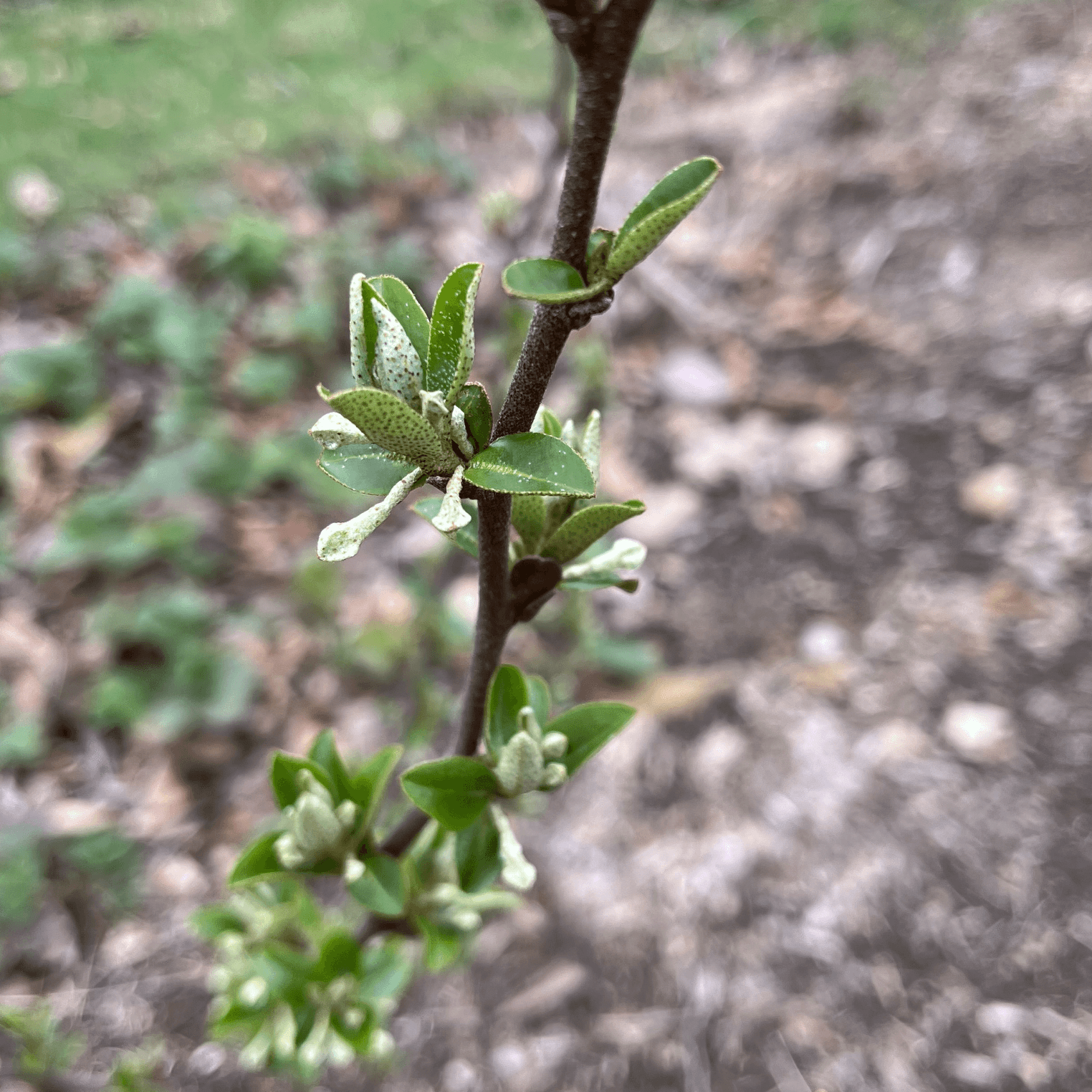 Goumi plant showing early flower bud development at leaf nodes before flowering