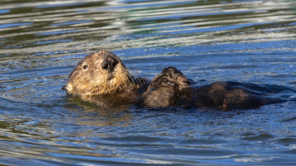 sea otter on its back in the water of Moss Landing, CA