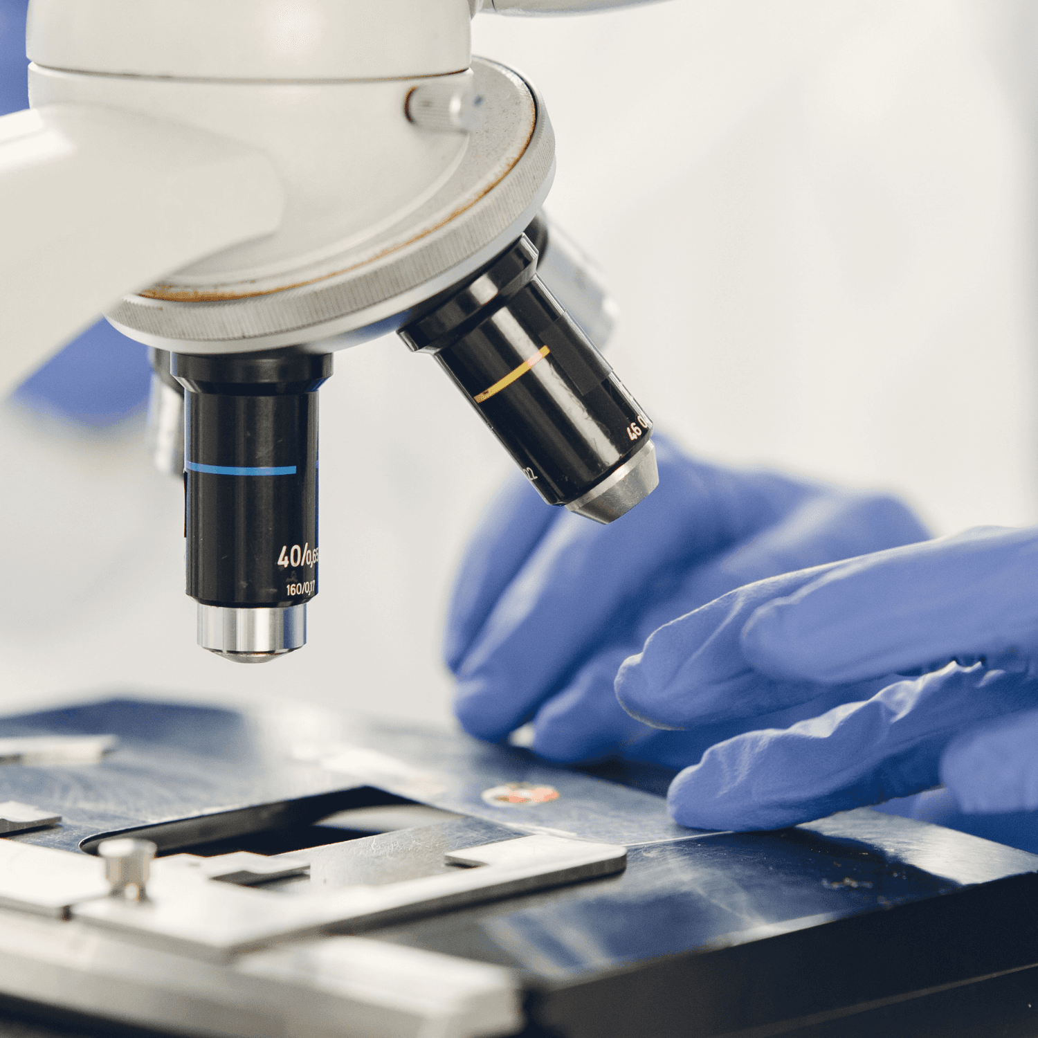 lab