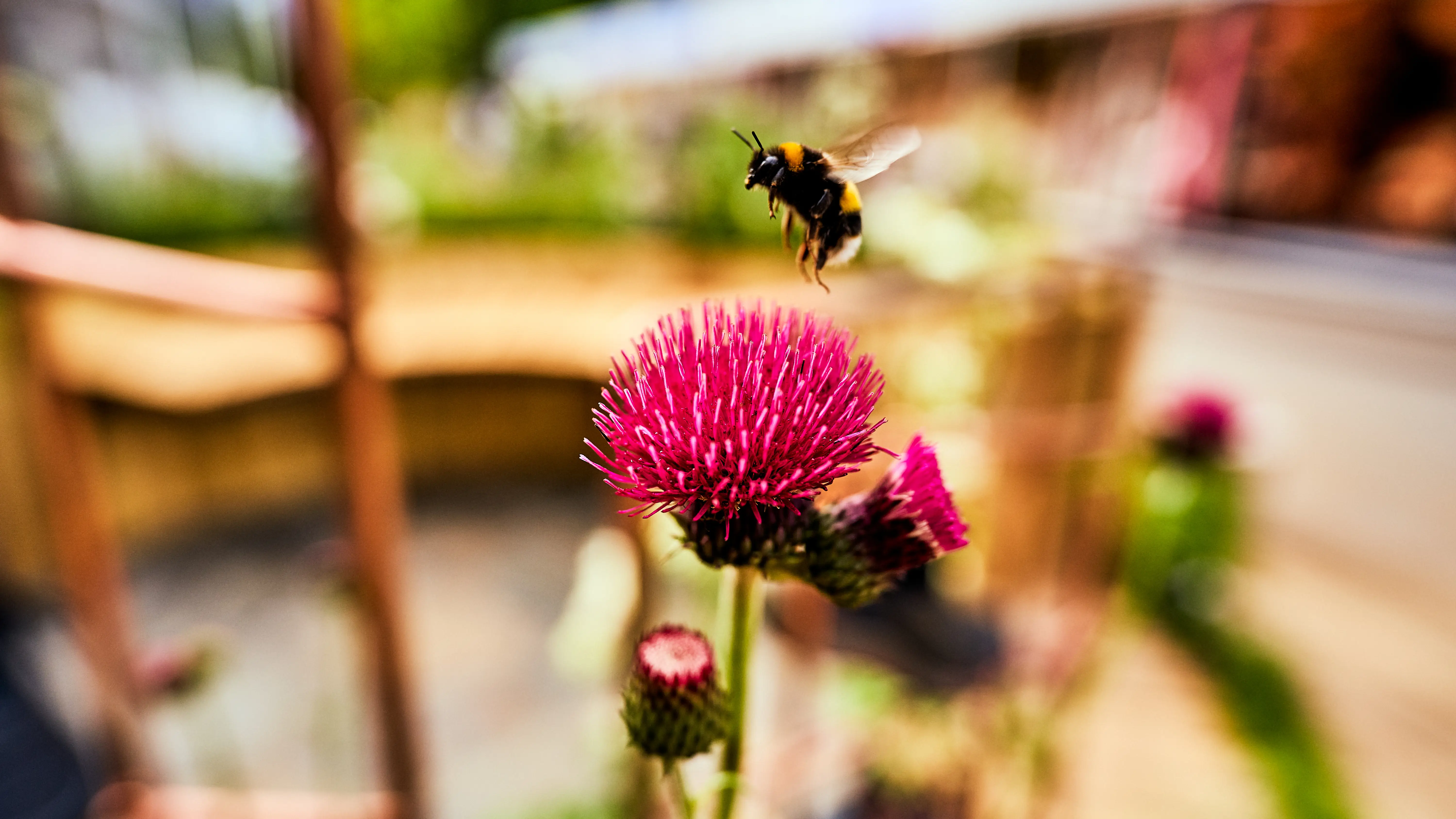 A close-up of a pink flower with green leaves, set against a blurred outdoor background.