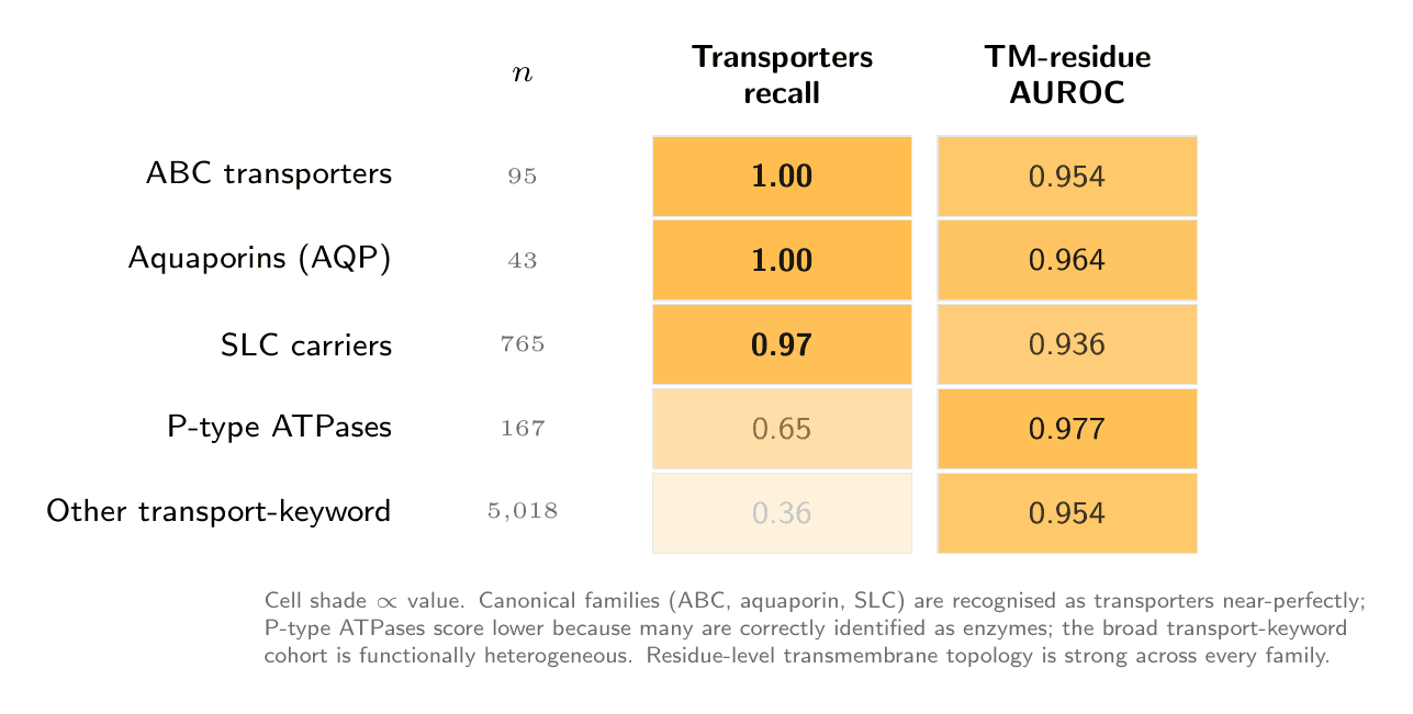 Orbion's AstraPTM2 Machine Learning Model's PTM Predictions on an Example Protein