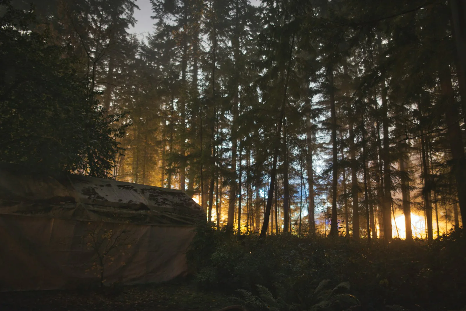 Where the line sleeps: a field note photo from The stone pocket, Understory Loop