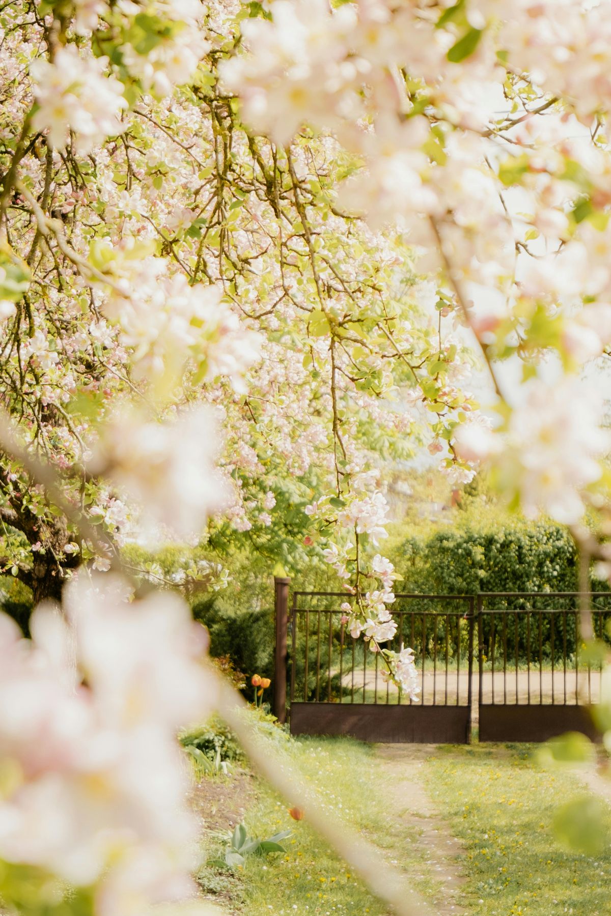 Blühender Obstbaum im Frühling vor einer sauber geschnittenen Hecke und einem Metallzaun, professionelle Gartenpflege und Bepflanzung in Ravensburg.
